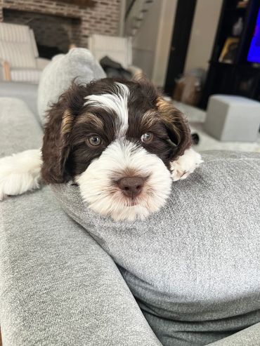 labradoodle puppies for sale on the east coast 