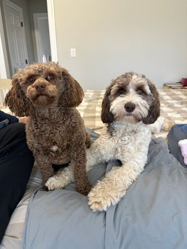 labradoodle puppies for sale on the east coast 