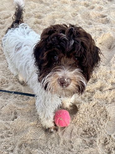 labradoodle puppies for sale on the east coast 