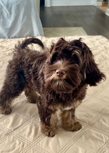 labradoodle puppies for sale on the east coast Pennsylvania, New York, New Jersey, Maryland