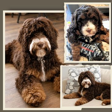 Three images of a brown and white dog, including a puppy and an adult.