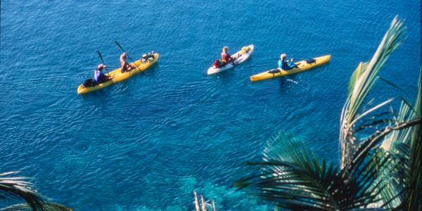 Three people kayaking on clear blue water near palm trees.