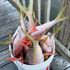 Naples Fishing Charter