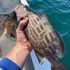 Naples Black Grouper