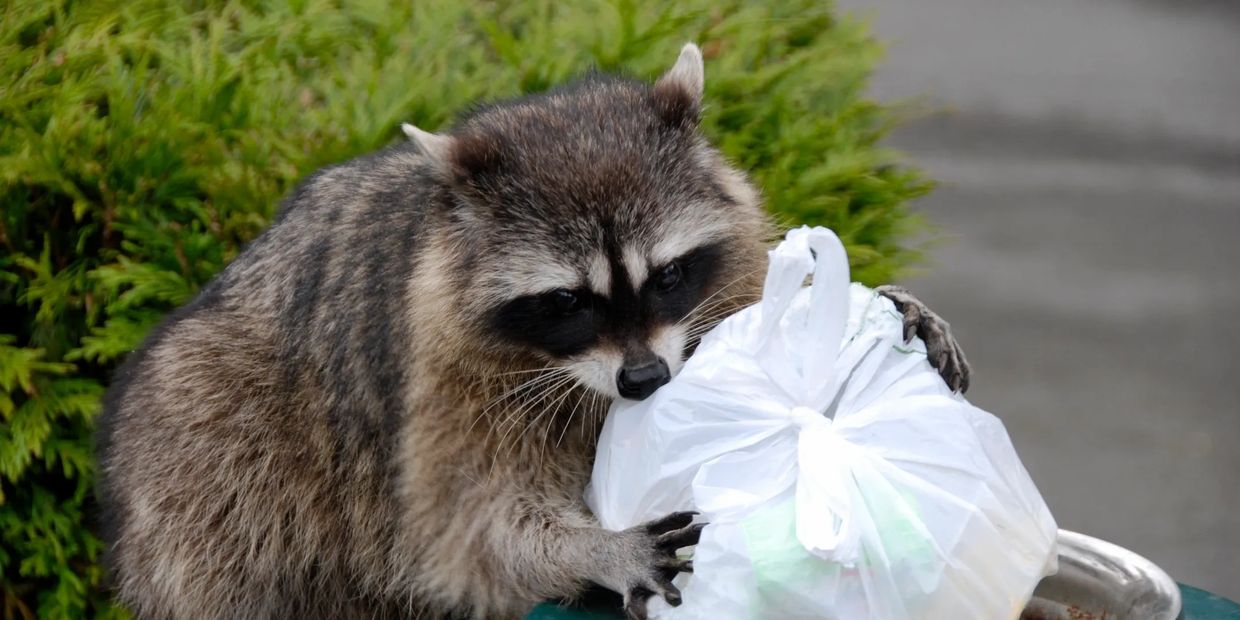 Raccoons, skunks, wildlife removal
