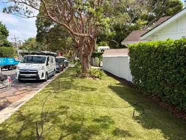 Green lawn with tree, hedge, and parked vehicles on the street.