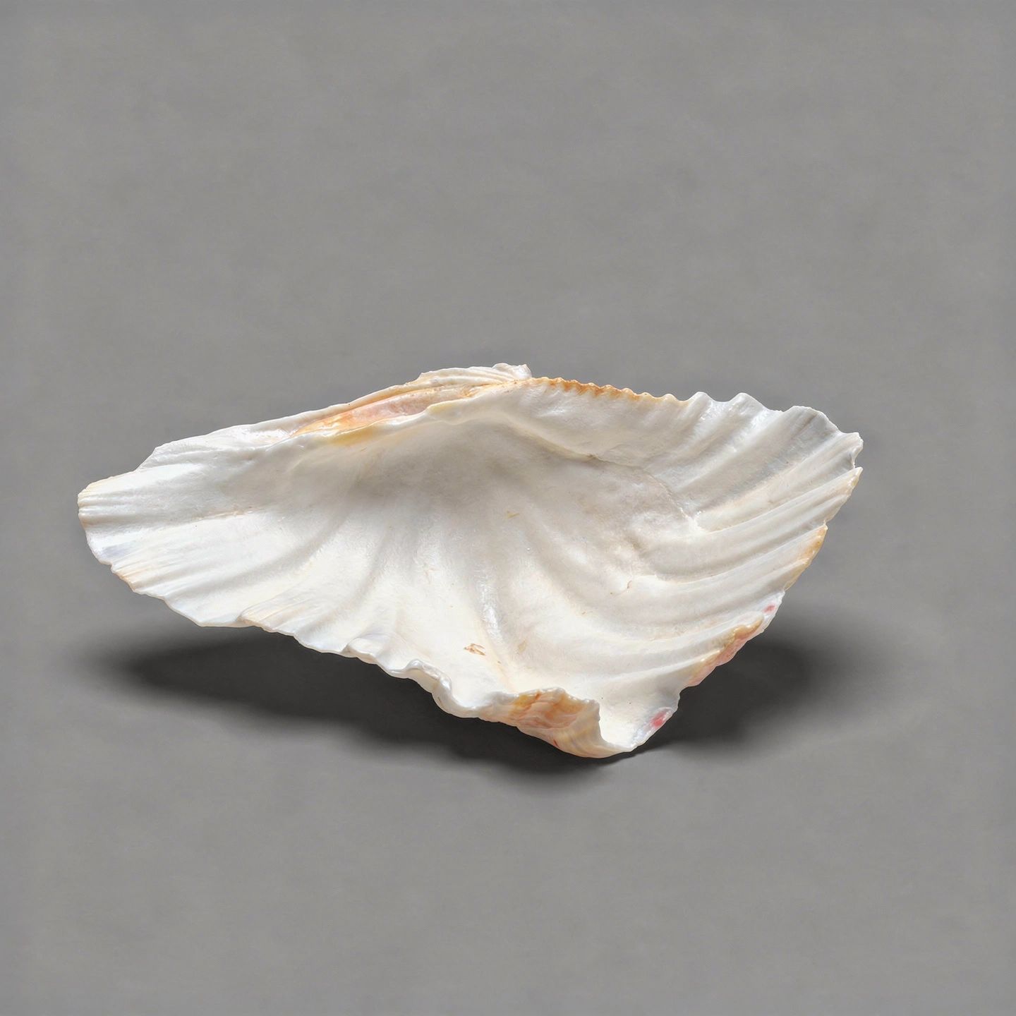 Shell Trinket Dish