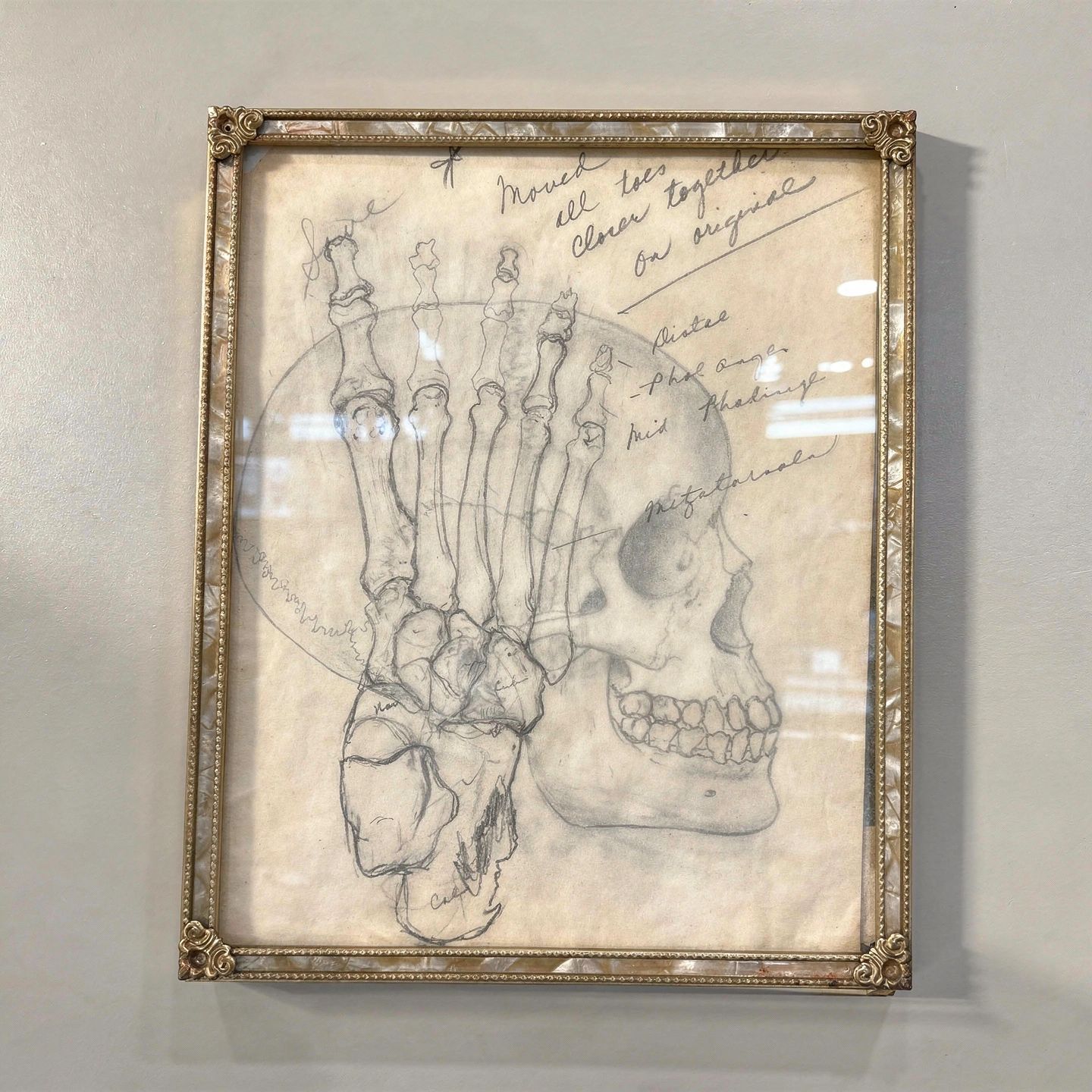 Vintage Anatomical Drawing on Brass Frame