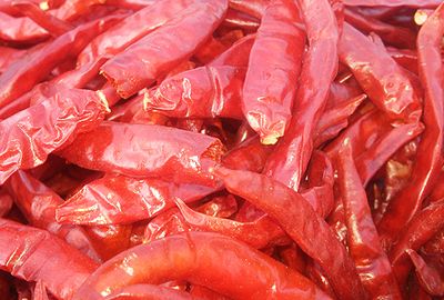 Dry Red Chilli Exporter