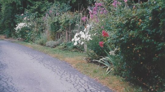 Floral garden bordering an old paved lane