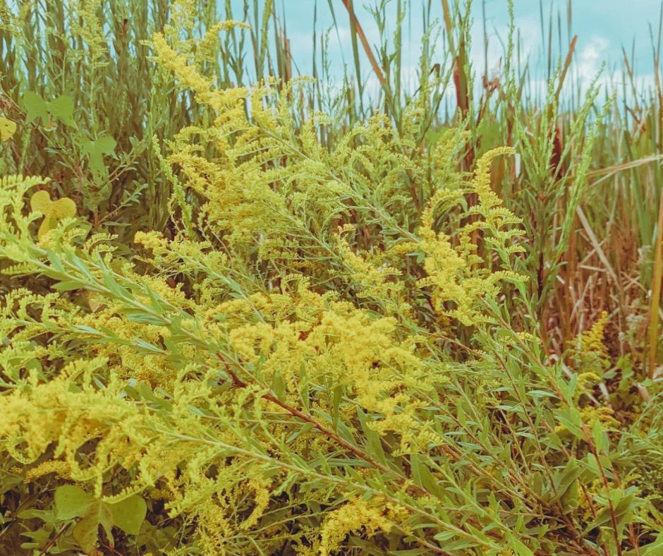 Mystic Roots Herbal Apothecary