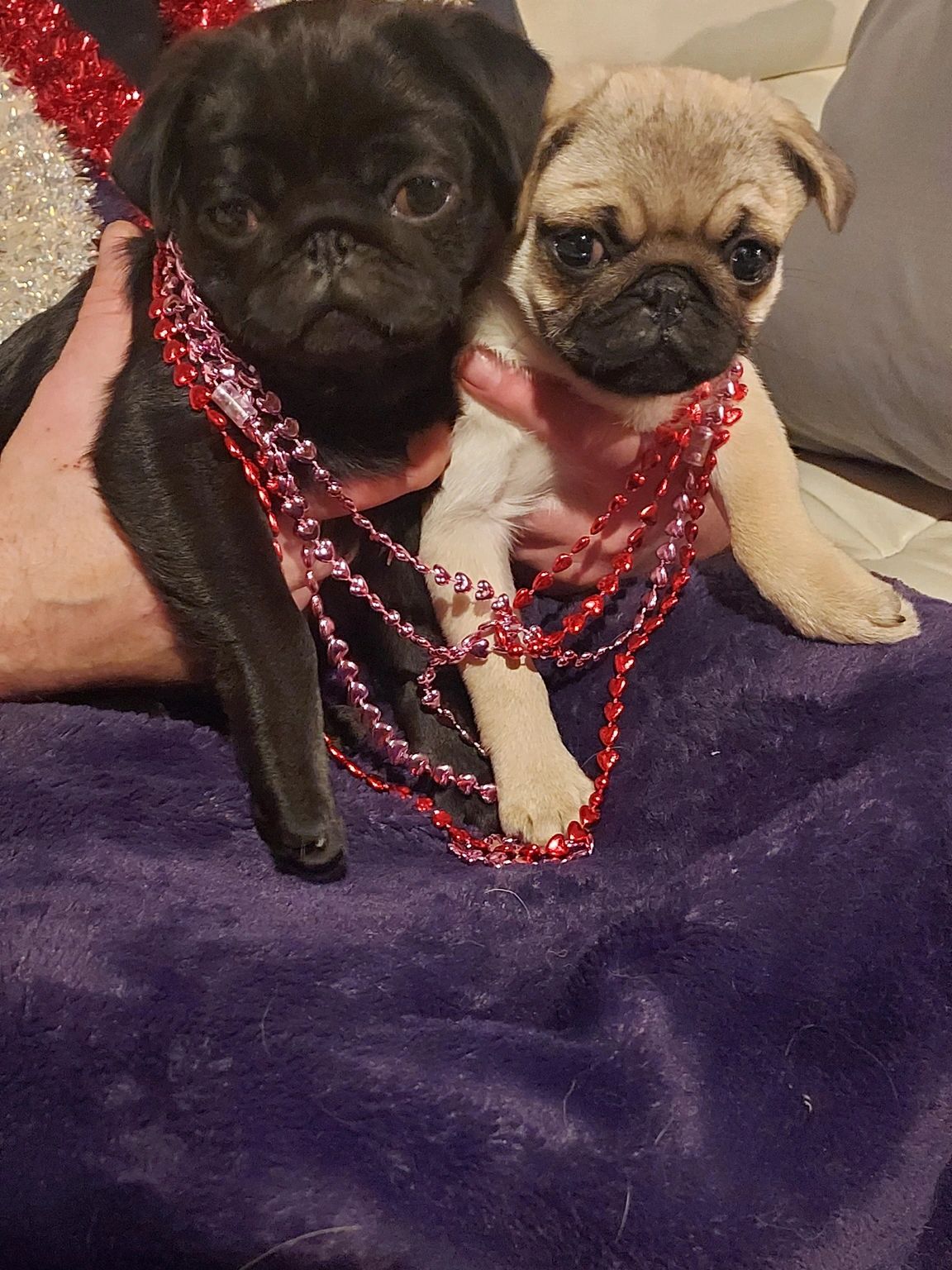 Fawn female and black male 