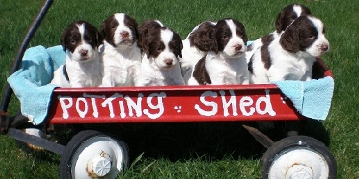 *Springer spaniel puppies* *Field Bred Springers* / Field Bred English Springer Spaniels/ 