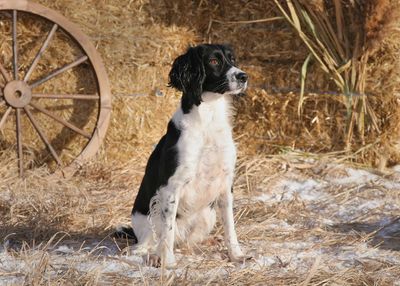 صدمه خفيفه مختص بمجال علمي إرسال springer spaniel jakt kennel -  self-catering-lincoln.com