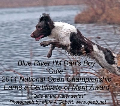 Blue River I'm Dan's Boy at the national open. *Field Bred English Springer Spaniel Puppies*English 