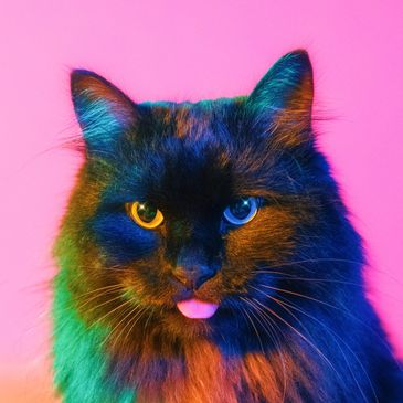 Black long hair cat lit to look like all colors of the rainbow with their tongue sticking out and a 