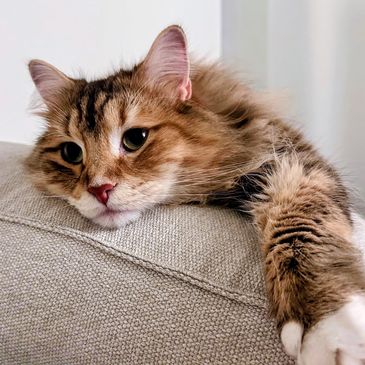 Light brown and white long-haired cat