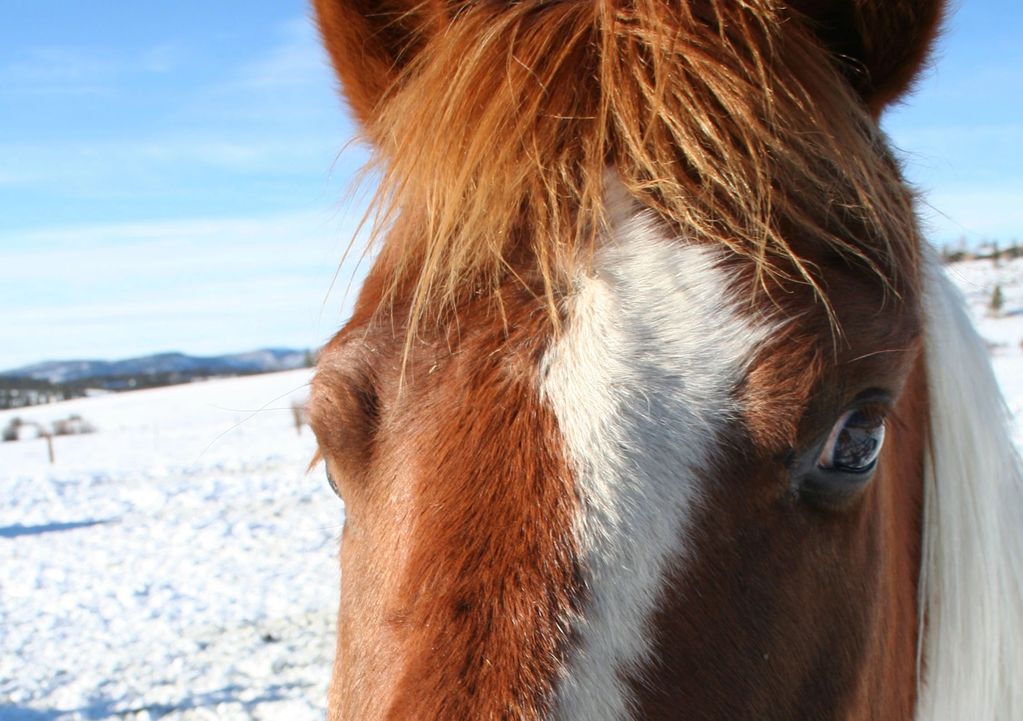 Close-up of a horse's face in a snowy field.
