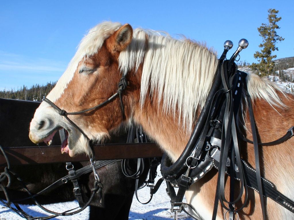 A horse yawning while harnessed outdoors.
