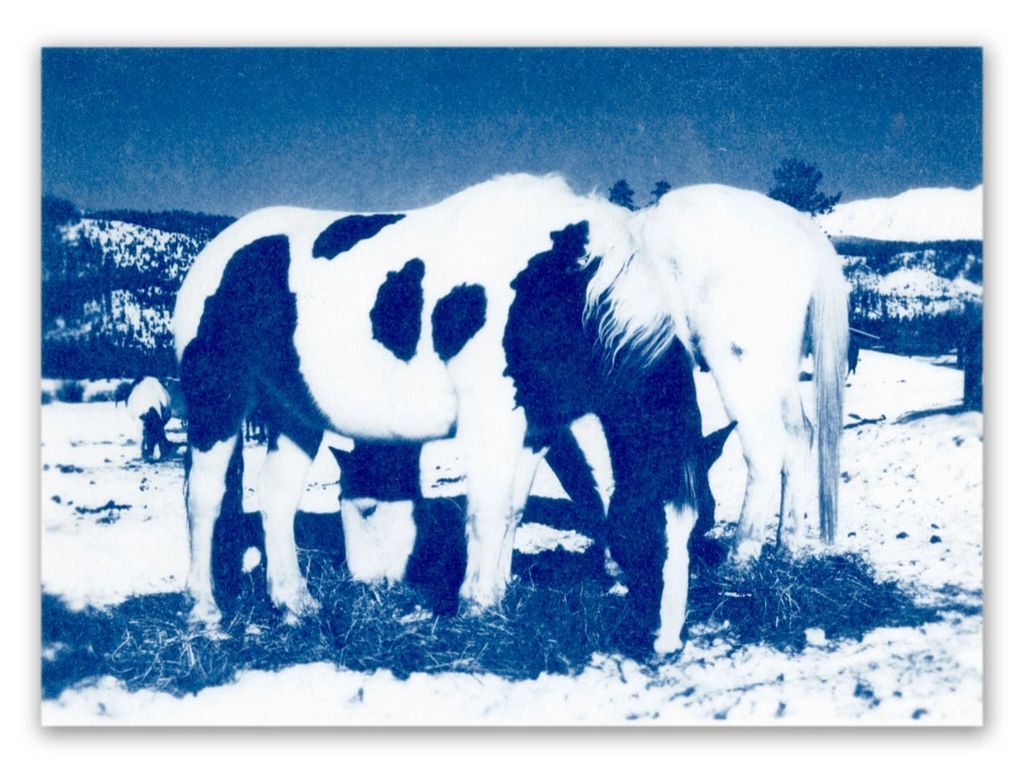 Two horses eating hay in a snowy landscape.