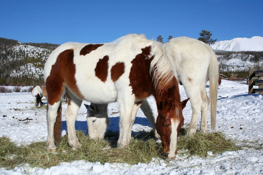 Two horses eating hay in the snow.