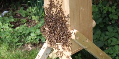 fastest way to catch a swarm
swarm of bees how to
