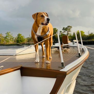 The original Salty Dog - Salty Dog Walk Co