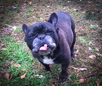 french bulldog service dog