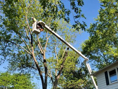 Tree Trimming Wylie Tx