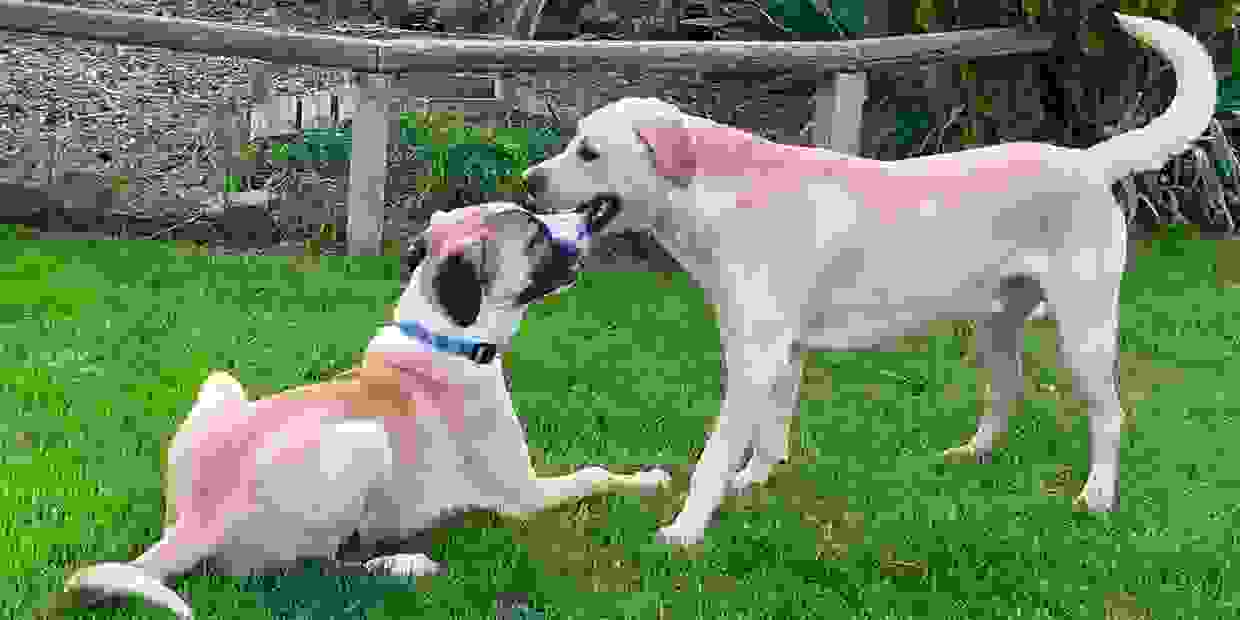 Ellensburg Pet Lodge