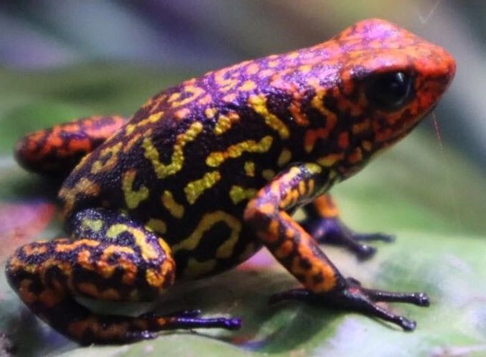 The Houston Frog Society