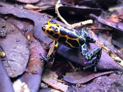 Taking the Temperature of Wild Poison Frogs