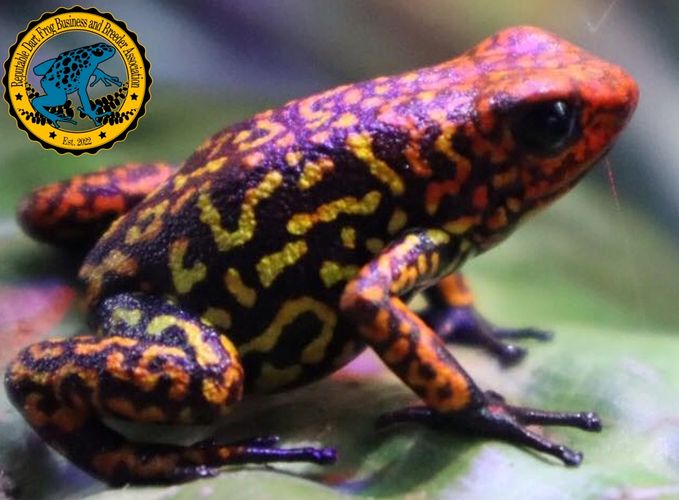 Houston Frogs Poison Dart Frog, Dart Frogs, Bioactive