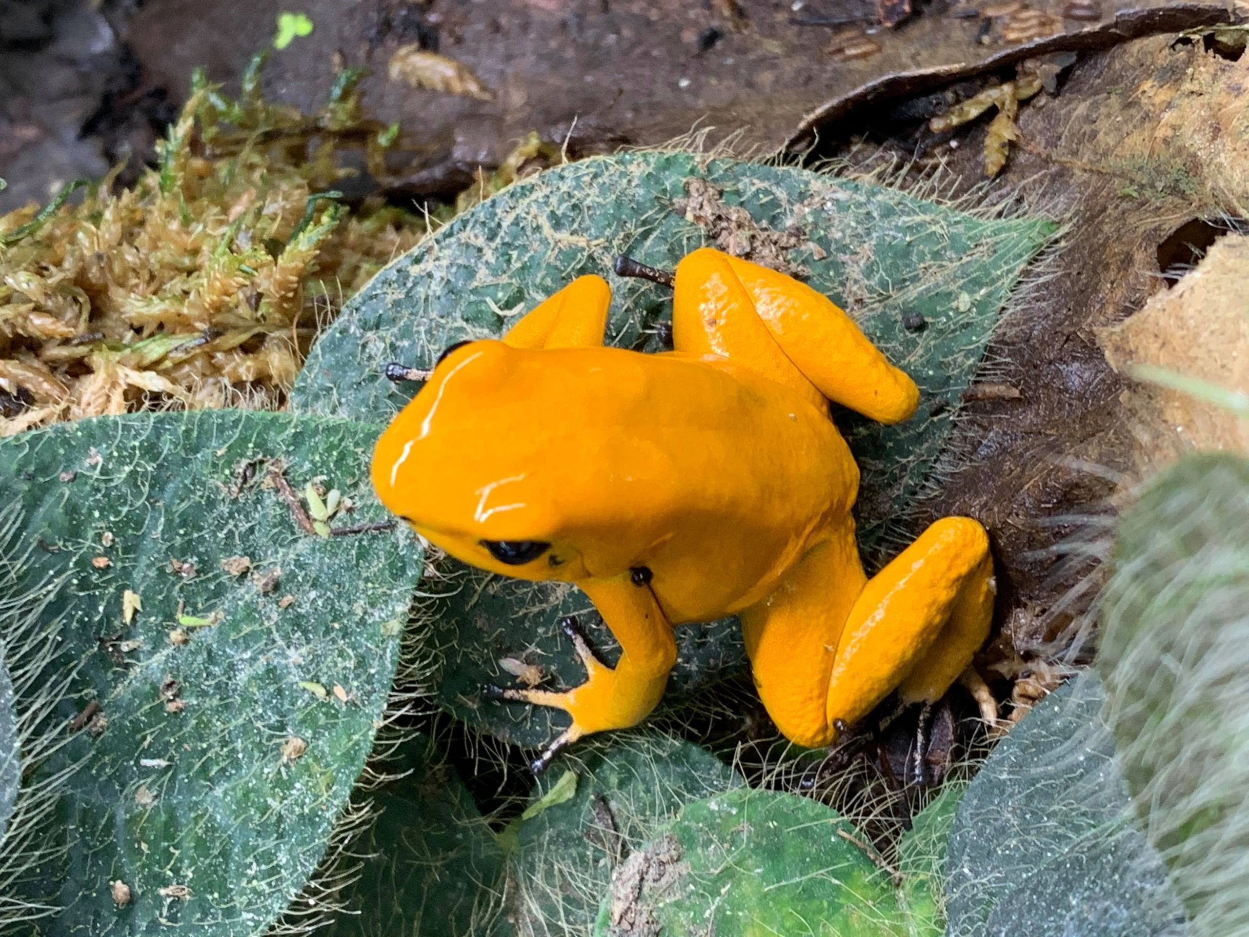 Houston Frogs Poison Dart Frog, Dart Frogs, Bioactive