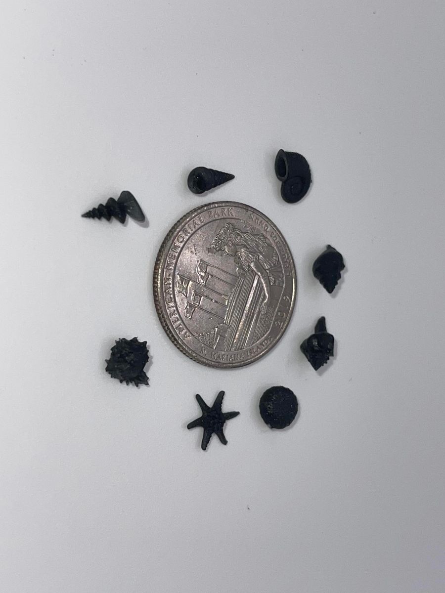 Nano Sea Shell Models