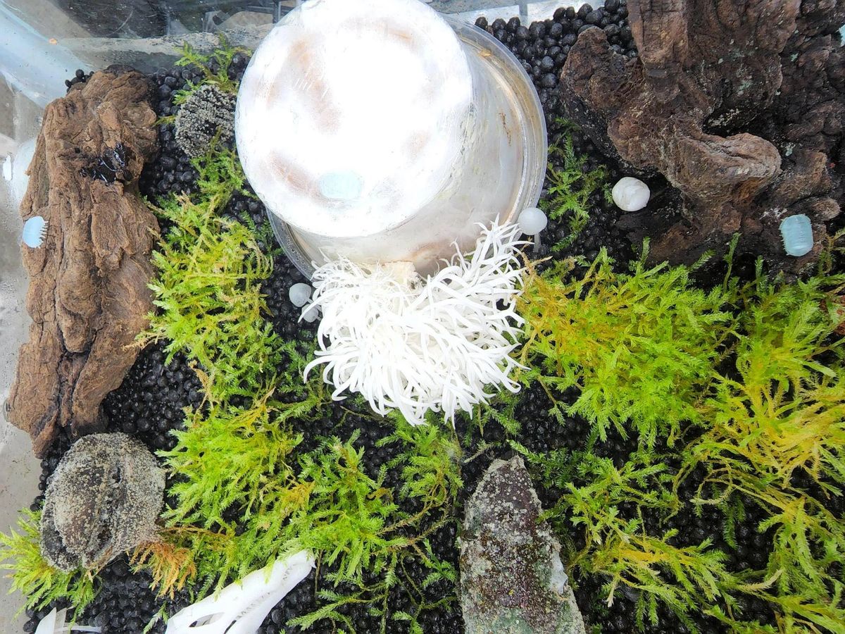 Mini Terrarium Mushroom Growing Kit