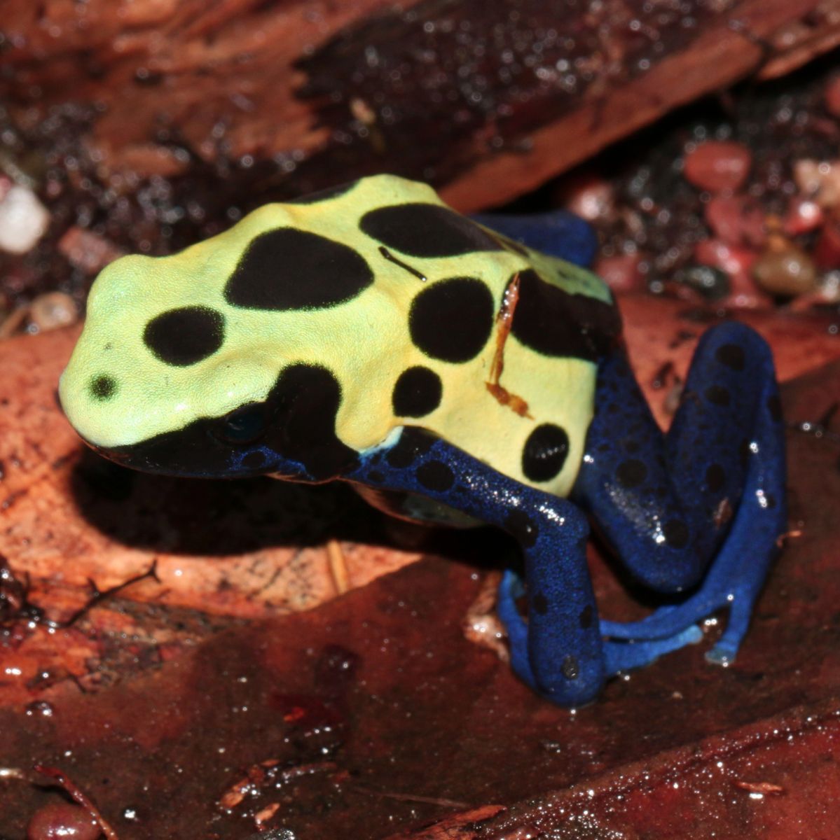 Dendrobates Tinctorius 'yellow Sipaliwini” Tadpoles