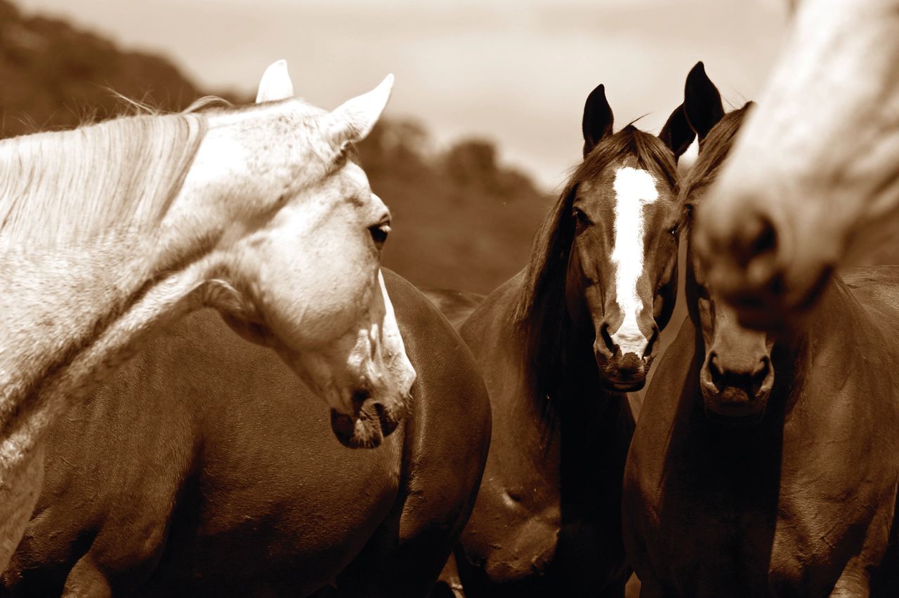 Cavalo: características, raças, importância - Brasil Escola