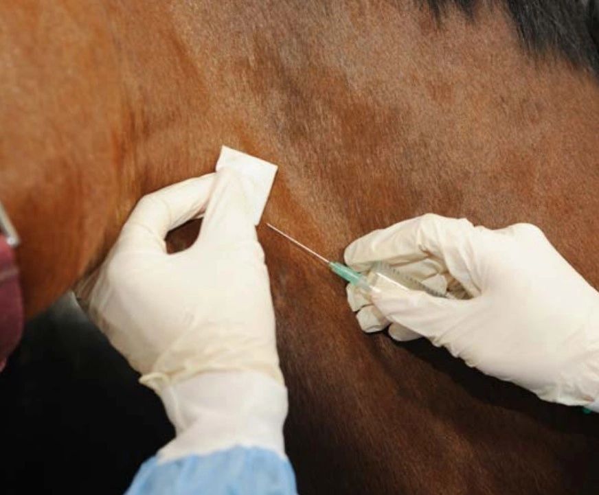 Proposta é de que os testes para a doença tenham validade de até 6 meses. Hoje, o prazo é de 60 dias, a partir da coleta da amostra. Relatório com propostas será encaminhado ao 