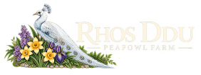 Rhos Ddu