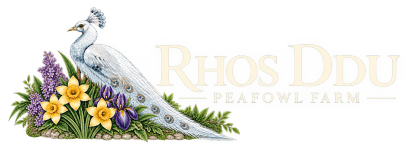 Rhos Ddu