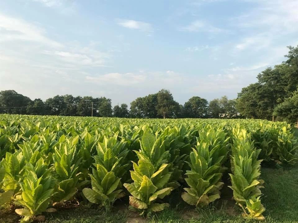 kentucky tobacco farms Lessons Learned in a Kentucky Tobacco Patch