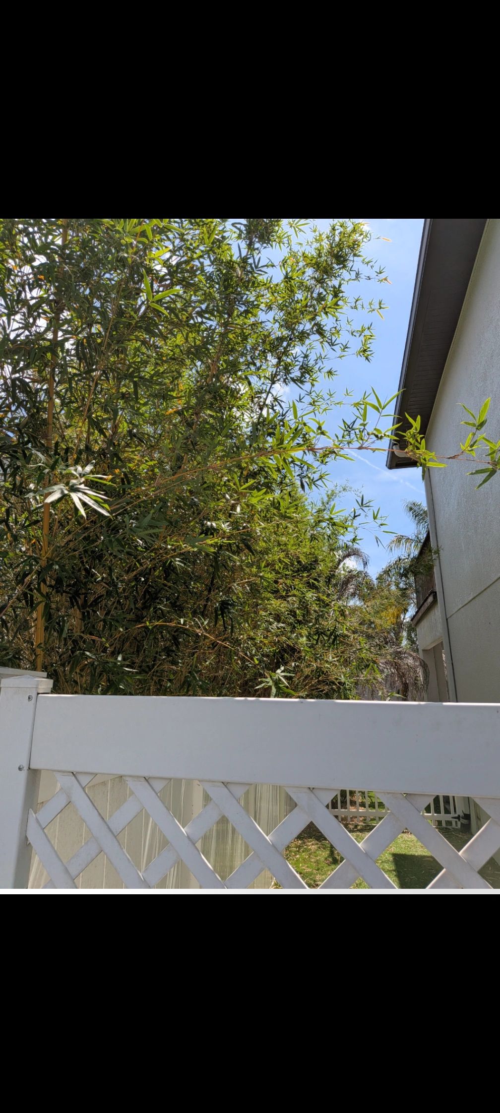 White fence with dense bamboo plants and a house on a sunny day.
