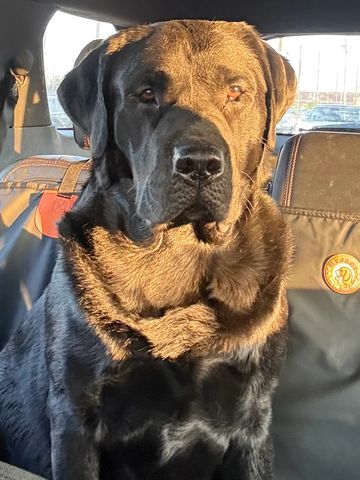 Large brown dog sitting in a car seat.