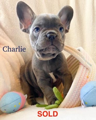 blue french bulldog