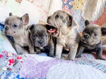 french bulldog puppy