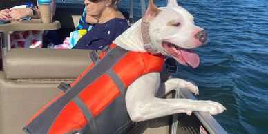 A happy dog wearing an orange life jacket on a boat.
