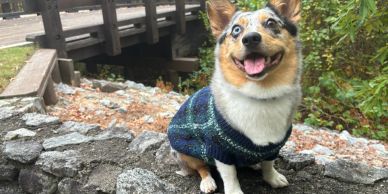 A happy dog wearing a sweater sits on a stone wall near a wooden bridge.