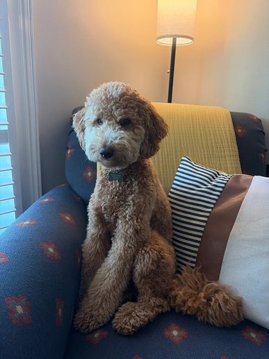 Curly-haired dog sitting on a patterned blue armchair.