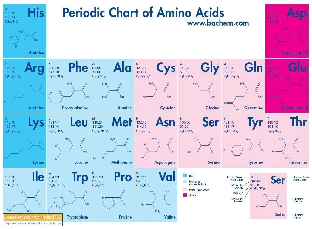 Periodic Chart Of Amino Acids 2628